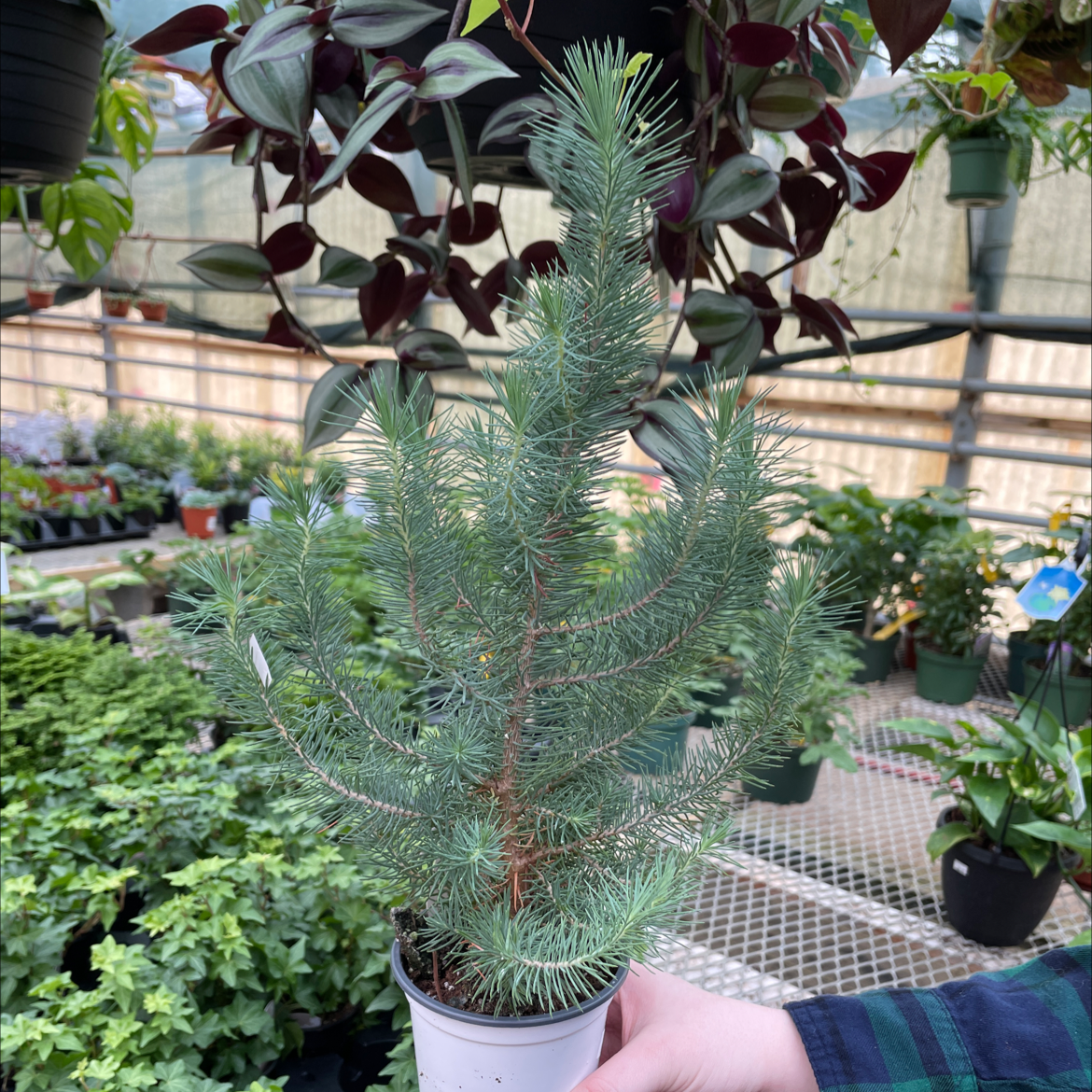 Young Stone Pine plant in a pot, held by a hand, in a greenhouse.