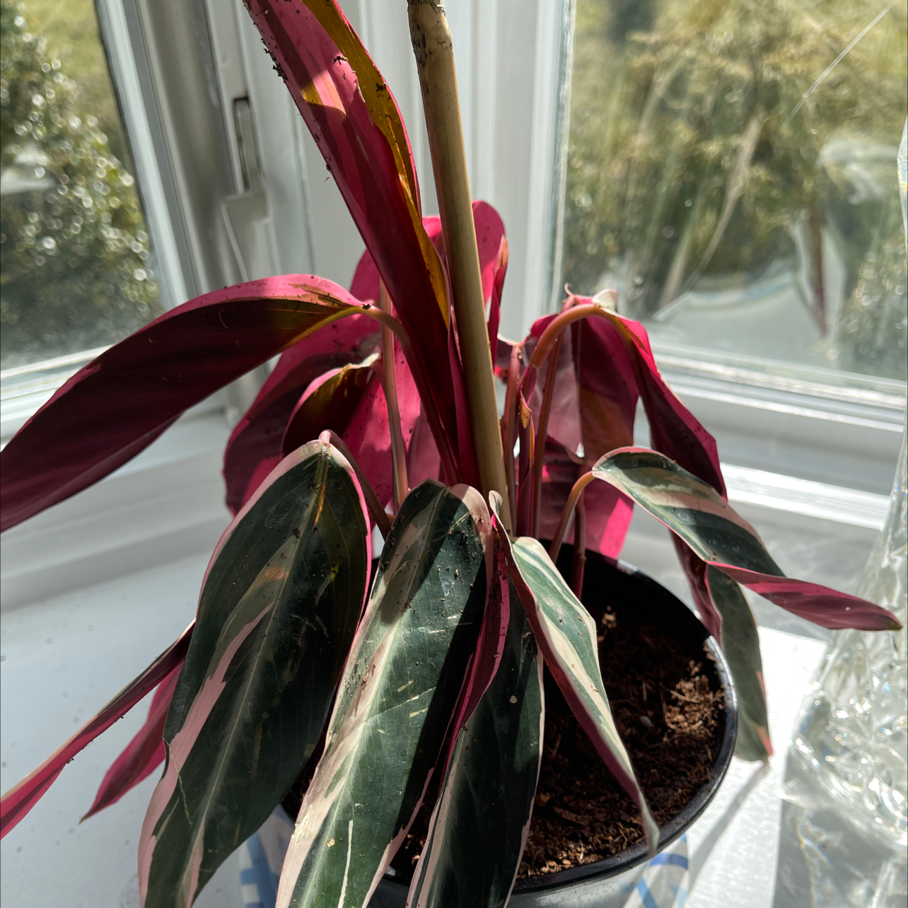 Never Never Plant with variegated leaves in a pot near a window.