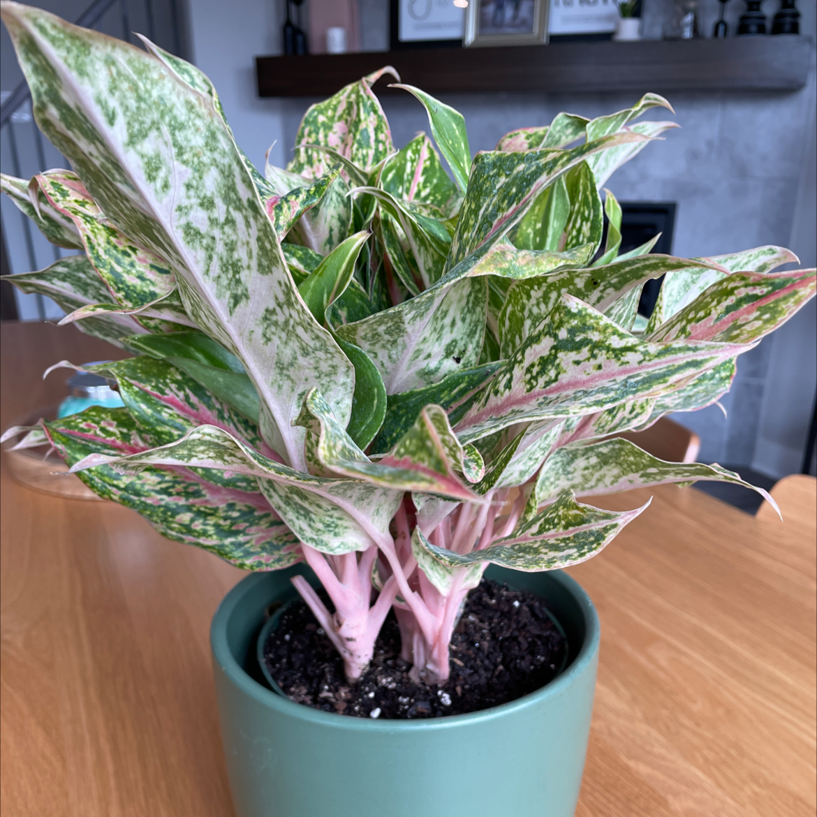 Aglaonema 'Sparkling Sarah' plant in a green pot with variegated leaves.