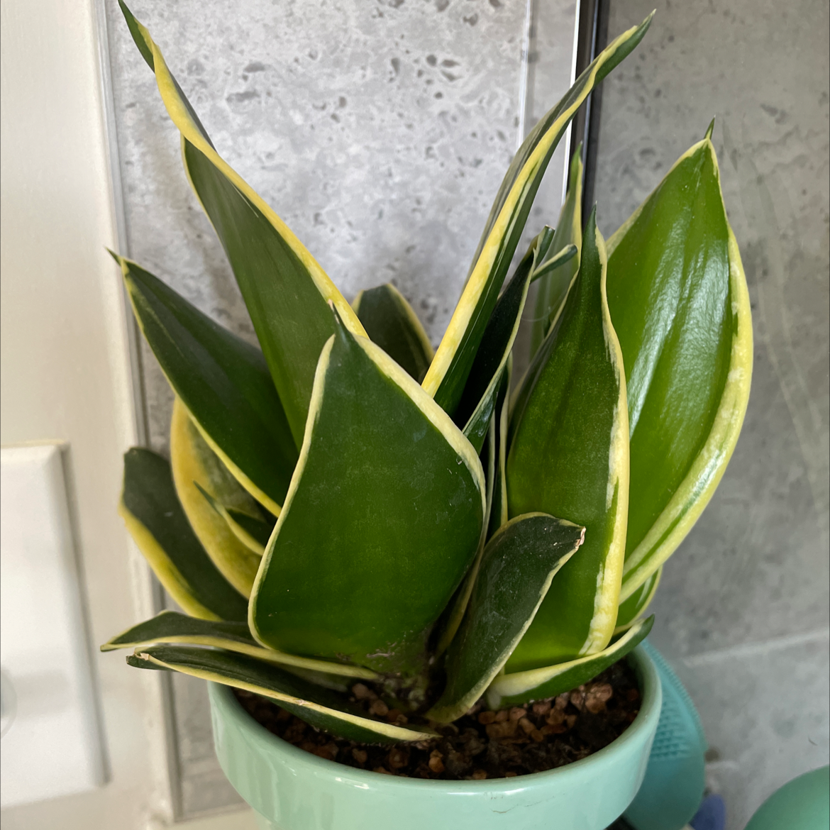 Black Star Snake Plant in a small pot with vibrant green leaves and yellow edges.