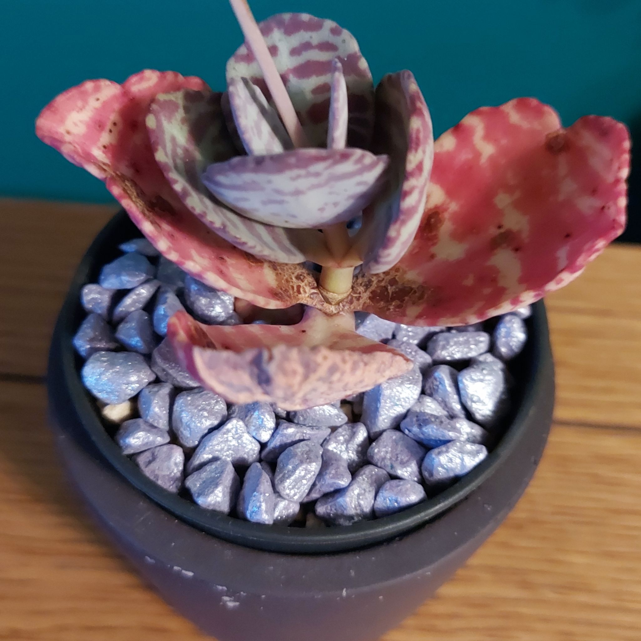 Why Are There Brown Spots on My Kalanchoe humilis Leaves?