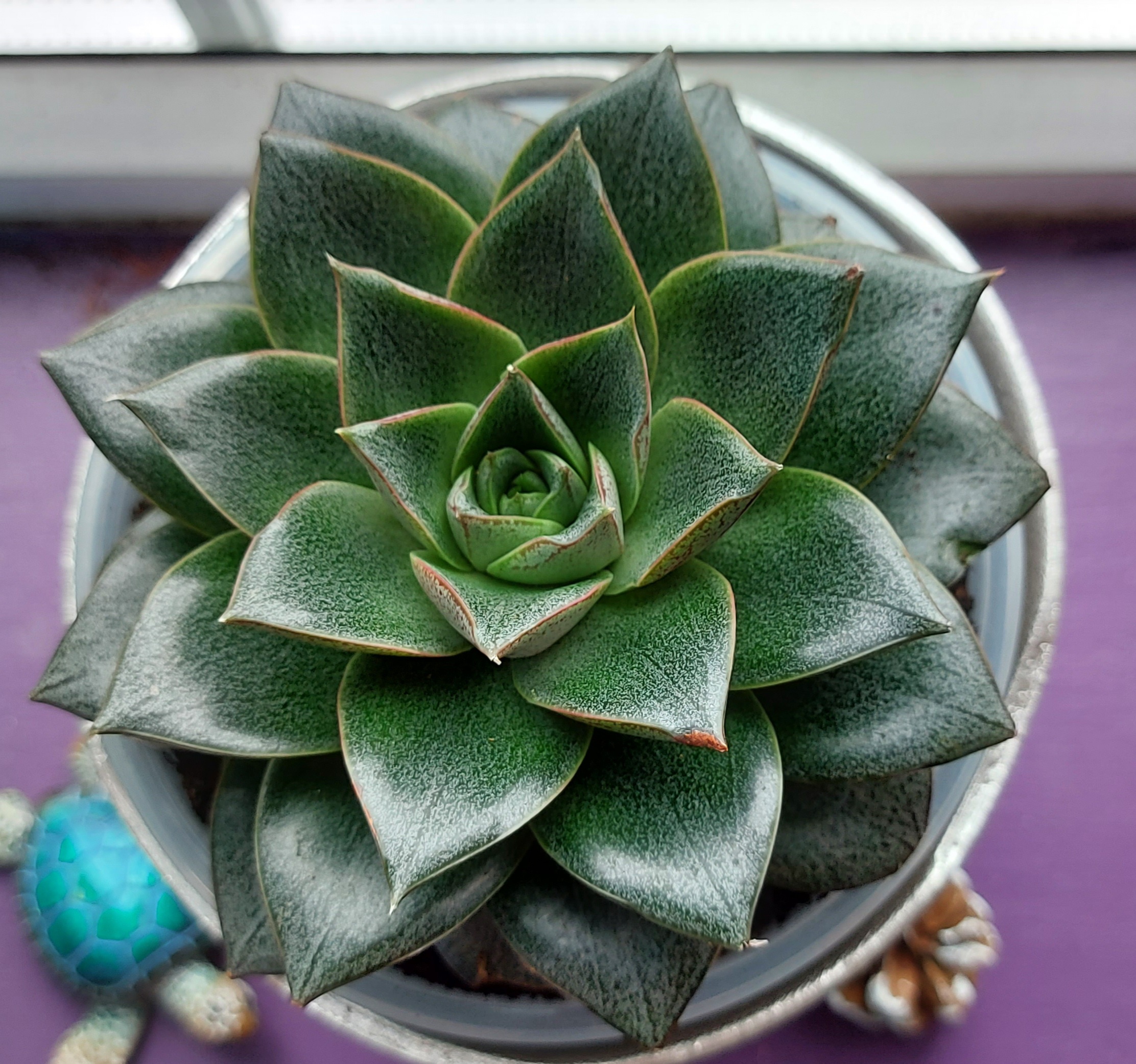 Healthy Echeveria 'Dionysos' succulent plant in a pot, well-centered and in focus.