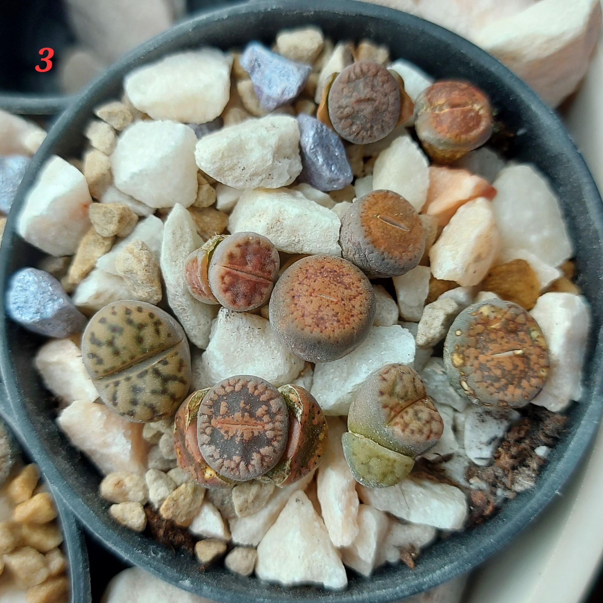 Plant care for Hairy-Fruited Poison Ivy on Greg, the plant care app