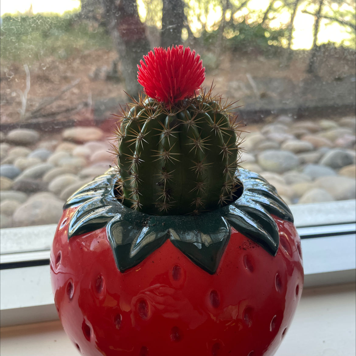 A healthy cactus in a strawberry-shaped pot with a red flower on top.