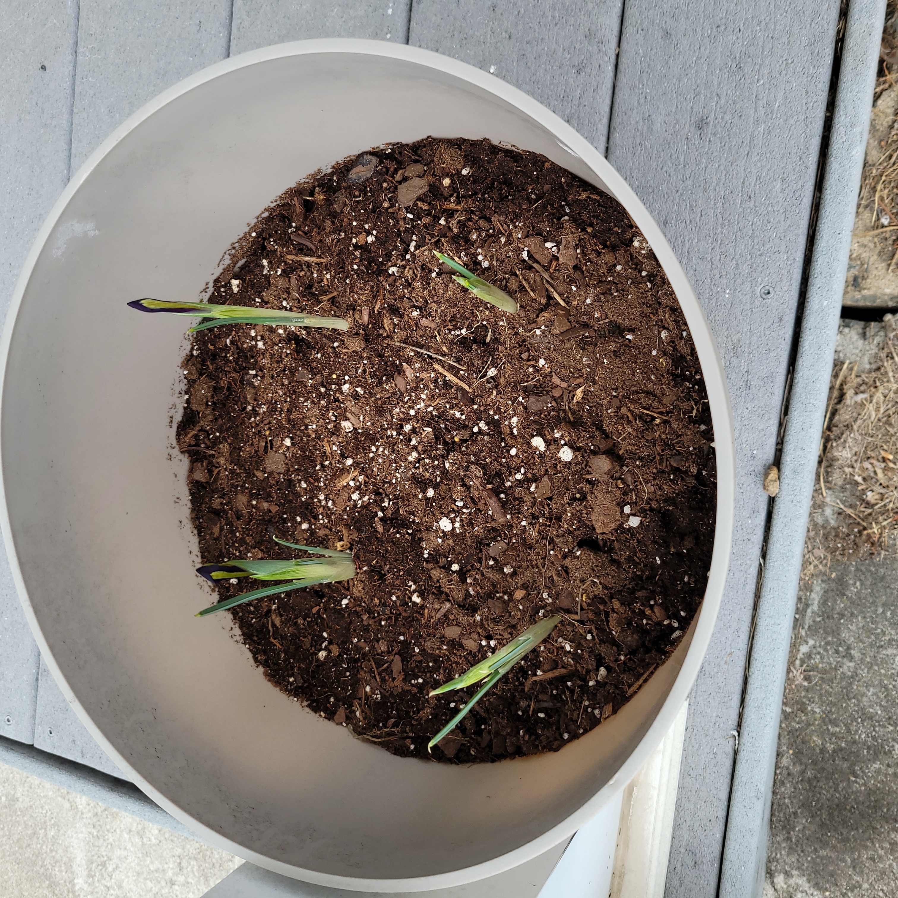 Photo of the plant species Orris-root by @SerialPlanter named Iris on Greg, the plant care app