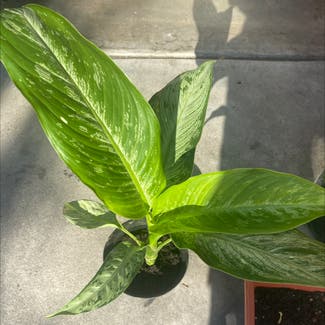 Dieffenbachia plant in Bellflower, California
