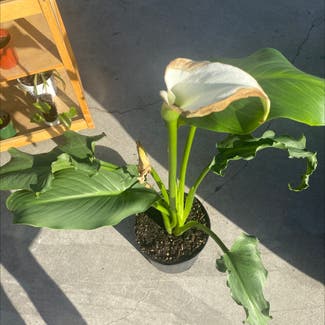 Calla Lily plant in Bellflower, California