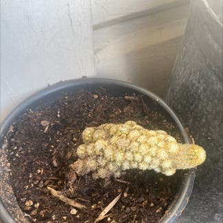 Lady Finger Cactus plant in Bellflower, California