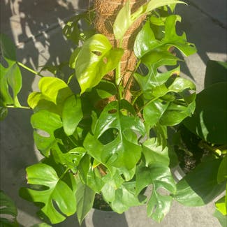 Mini Monstera plant in Bellflower, California