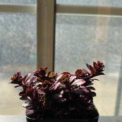 Dragon's Blood Stonecrop plant