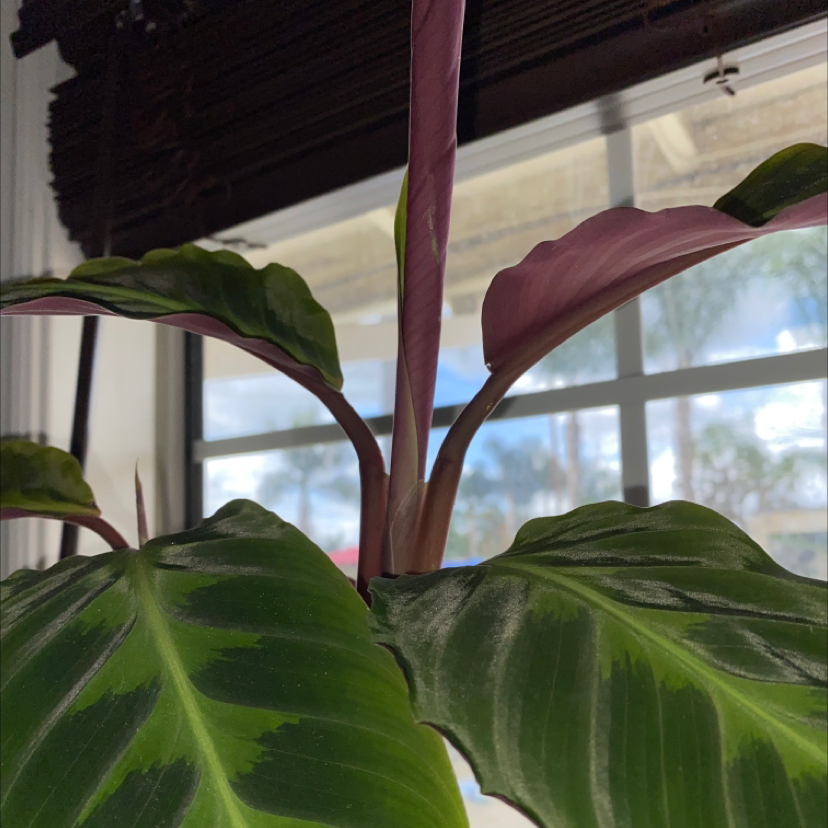 Jungle Velvet plant photo by @phat_pot named Queeny on Greg, the plant care app.