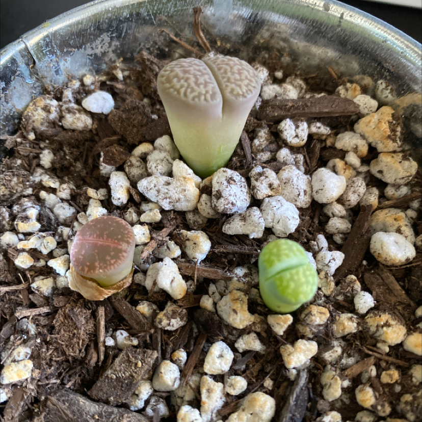 Three Lithops bromfieldii plants in a pot with visible soil and perlite.