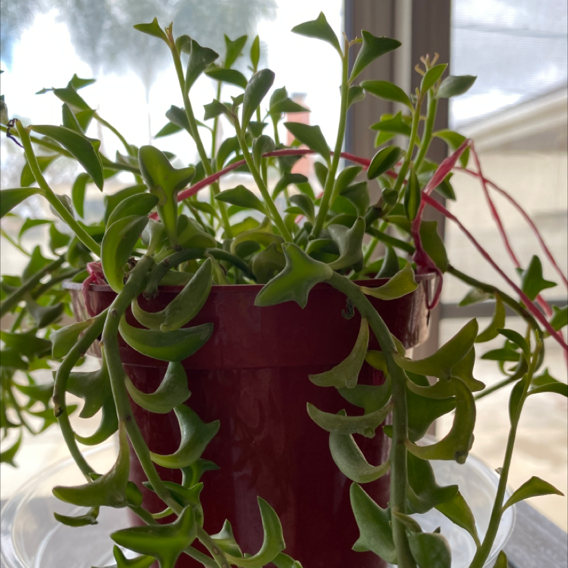 Dolphin Plants plant photo by @phat_pot named Viney on Greg, the plant care app.