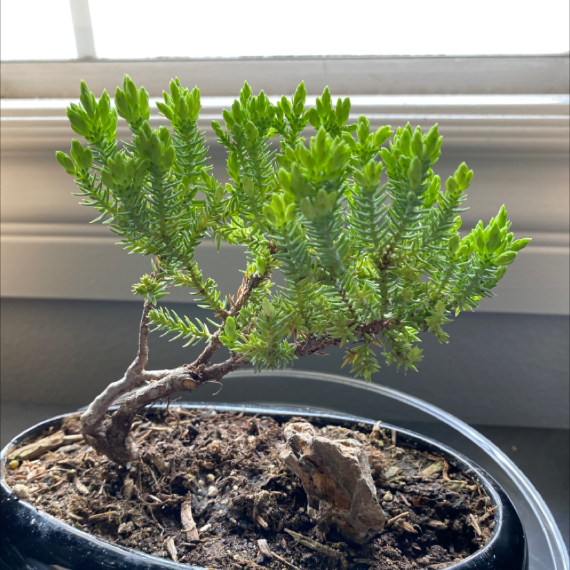 Photo of the plant species Japanese Garden Juniper by @phat_pot named Timmy on Greg, the plant care app