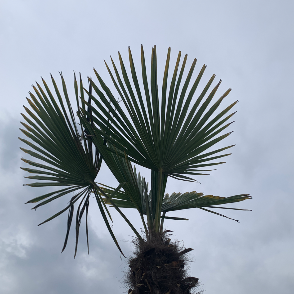 Chinese Windmill Palm with fan-shaped leaves, some showing browning.