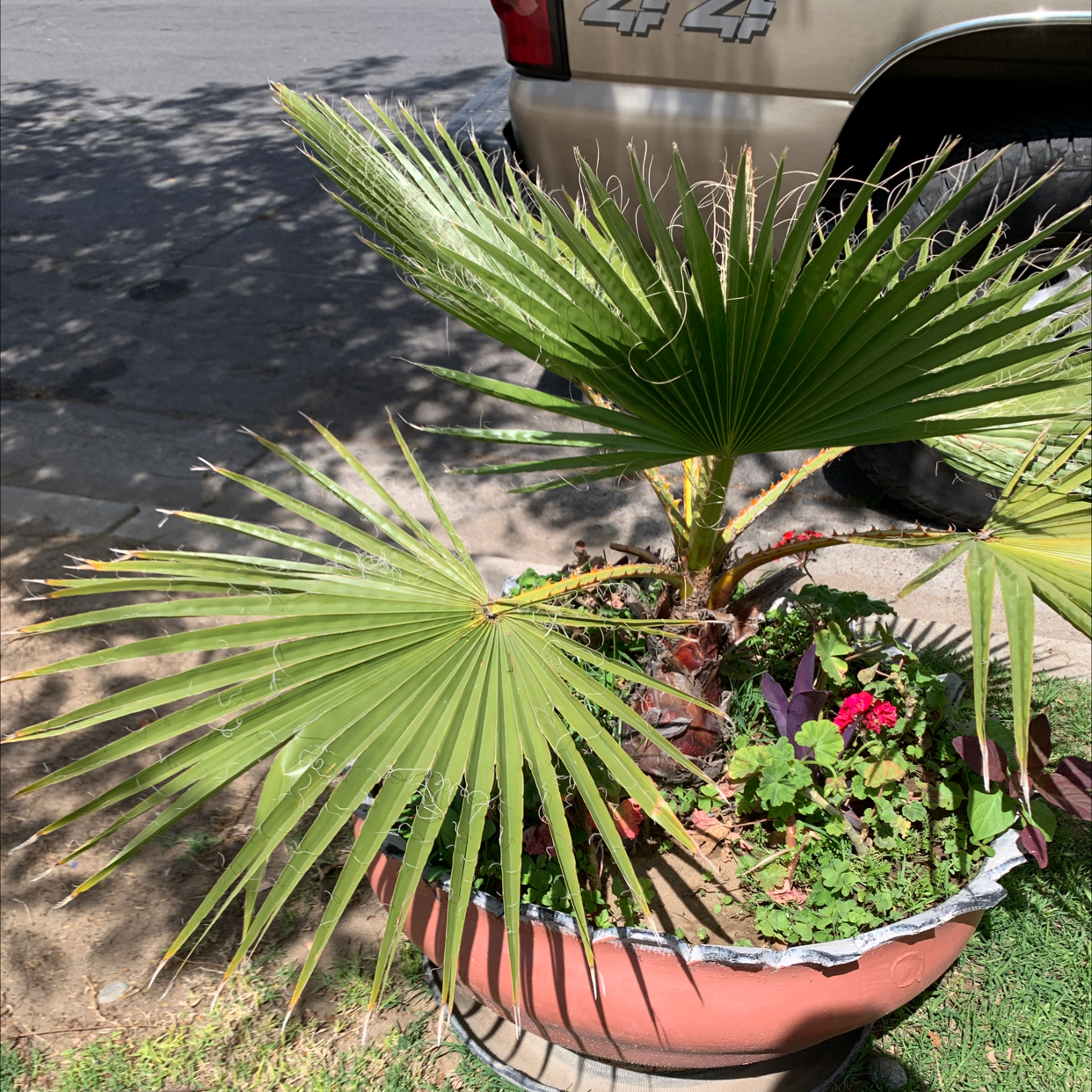 ⚠️ Why Are the Leaves on My Mexican Fan Palm Turning Yellow?