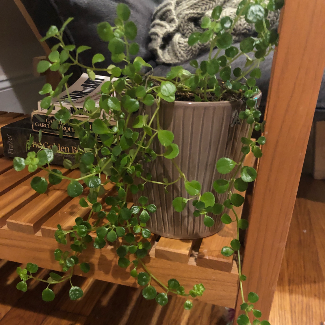 Healthy Swedish Ivy plant in a pot with vibrant green leaves.