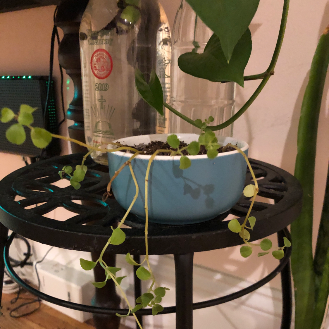 Potted Swedish Ivy plant with trailing stems and small round leaves on a metal stand.