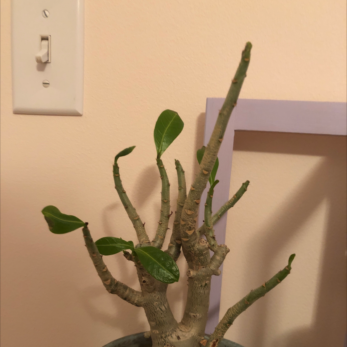 Desert Rose Plant with a few green leaves in an indoor setting.
