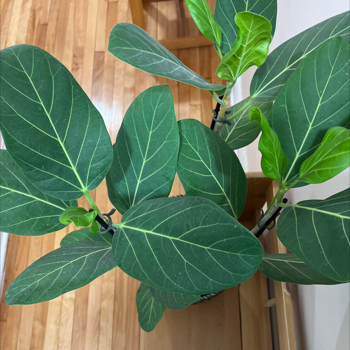 Photo of the plant species Audrey Ficus by @WizardTupeia named Audrey Two on Greg, the plant care app