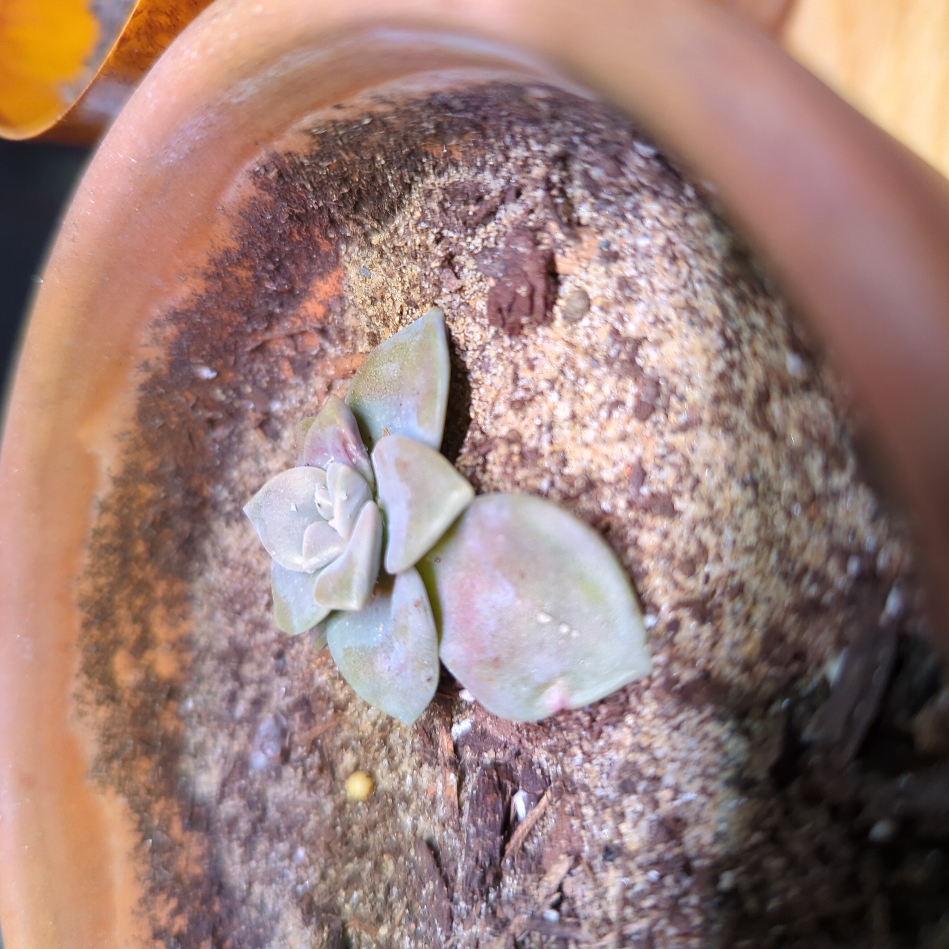 Echeveria 'Orion' succulent in a pot with visible soil, well-framed and healthy.