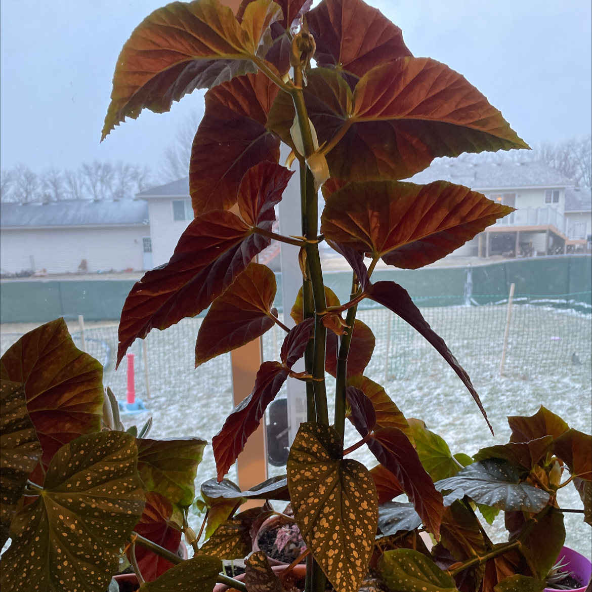 Polka Dot Begonia plant photo by @LeadCucumber named Becky the hamster on Greg, the plant care app.