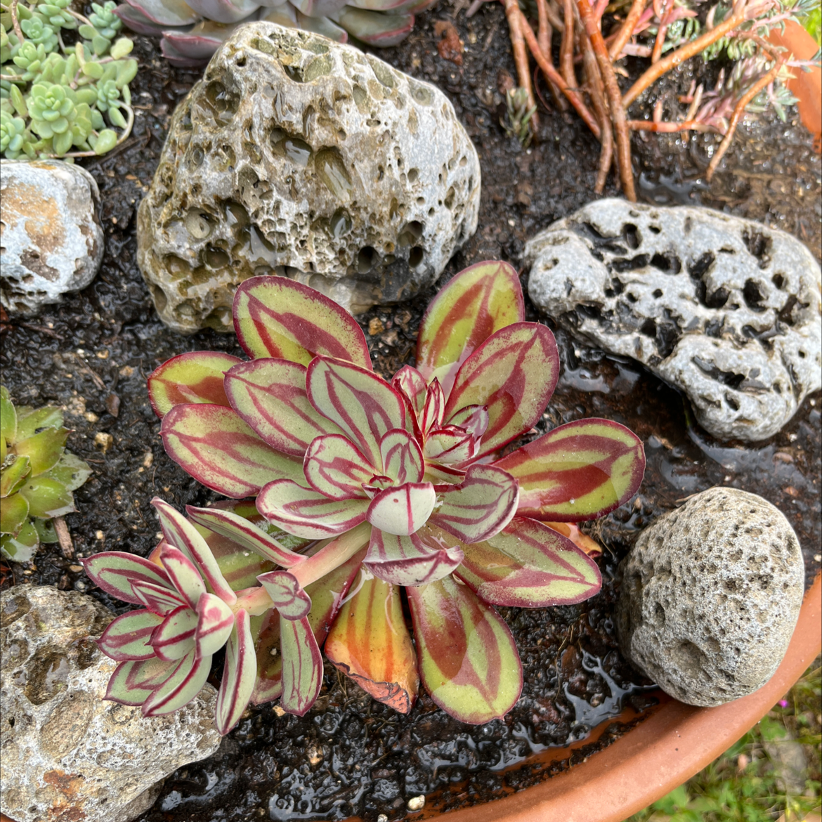 Photo of the plant species Painted Echeveria by @Shelob named Verde roja on Greg, the plant care app