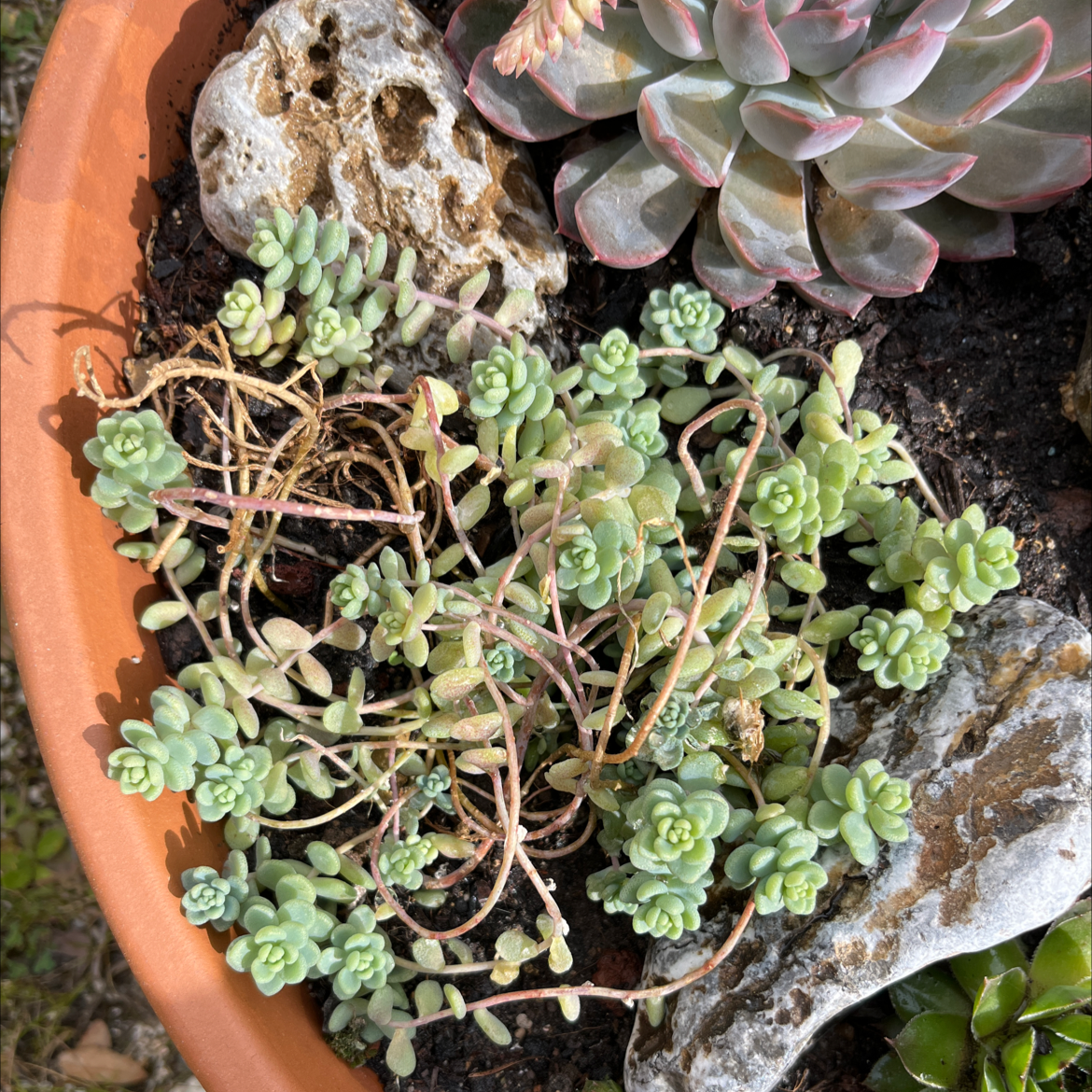 Purdy's Stonecrop in a terracotta pot with some yellowing and browning stems.