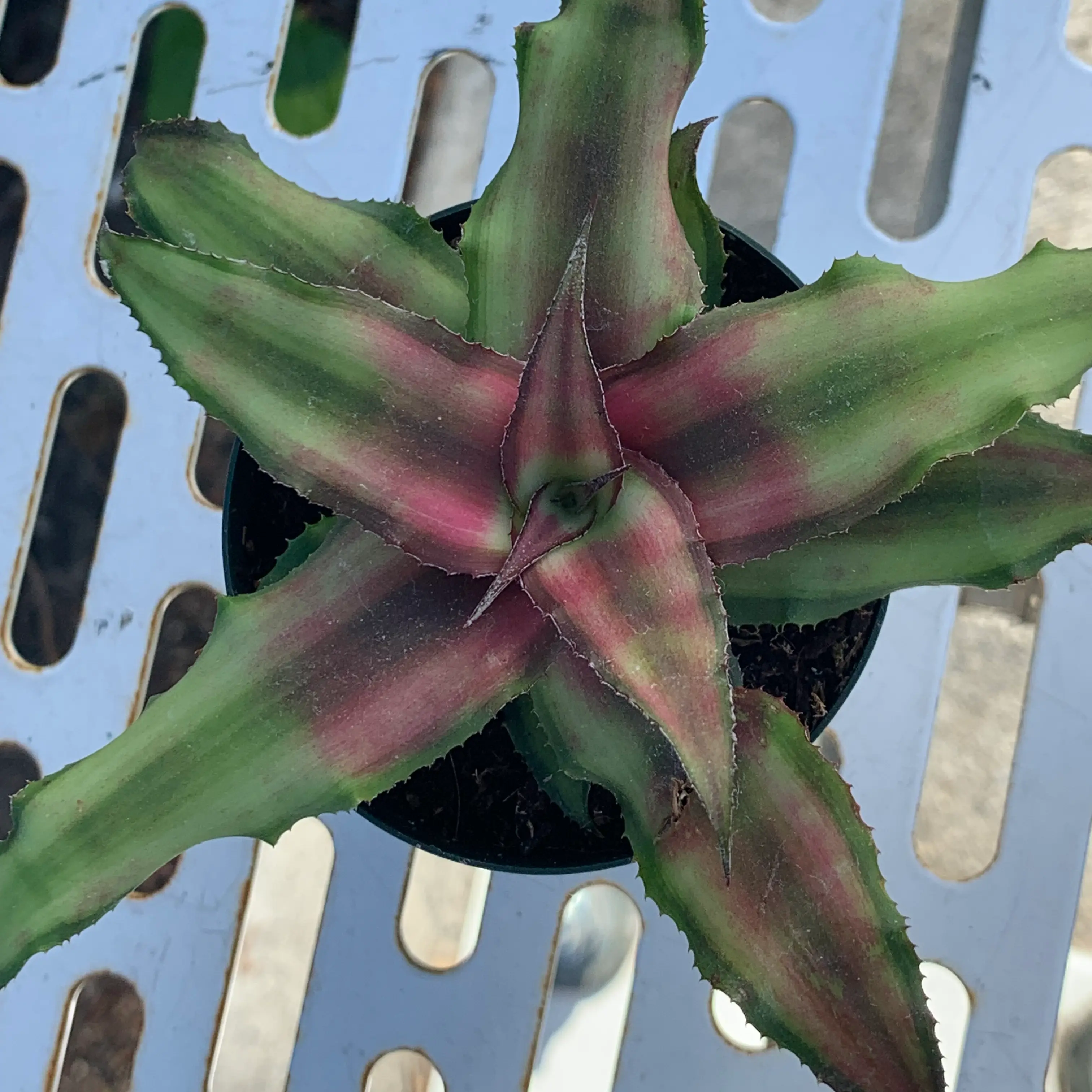 Photo of the plant species Red Star by @apricot_jam_ named Georges on Greg, the plant care app