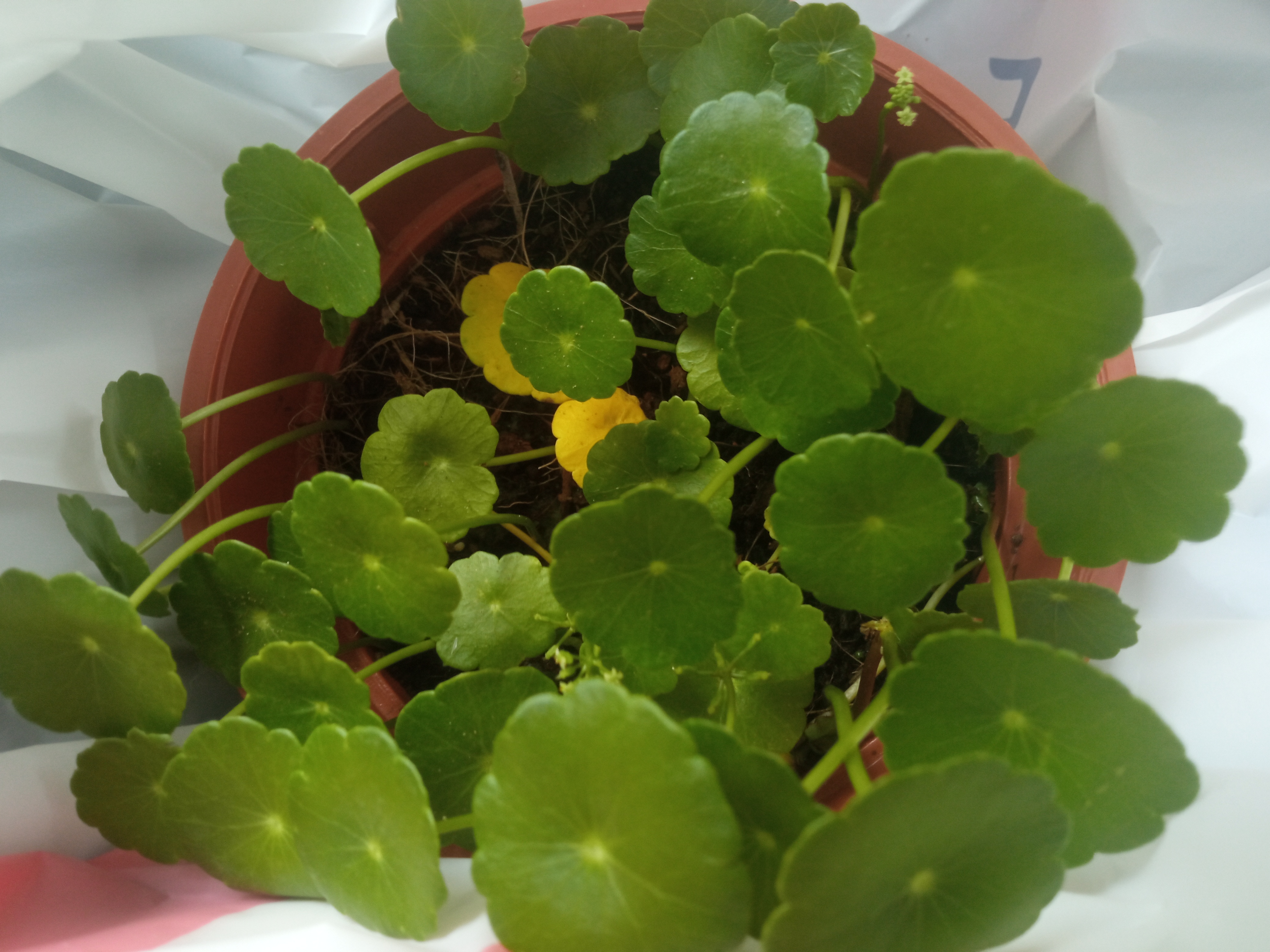 Manyflower Marshpennywort plant in a pot with some yellowing leaves.
