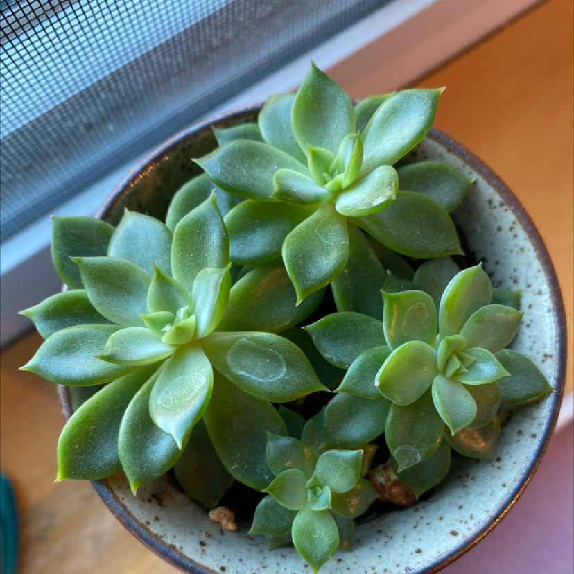 Potted Echeveria 'Fleur Blanc' succulent with healthy green rosettes.