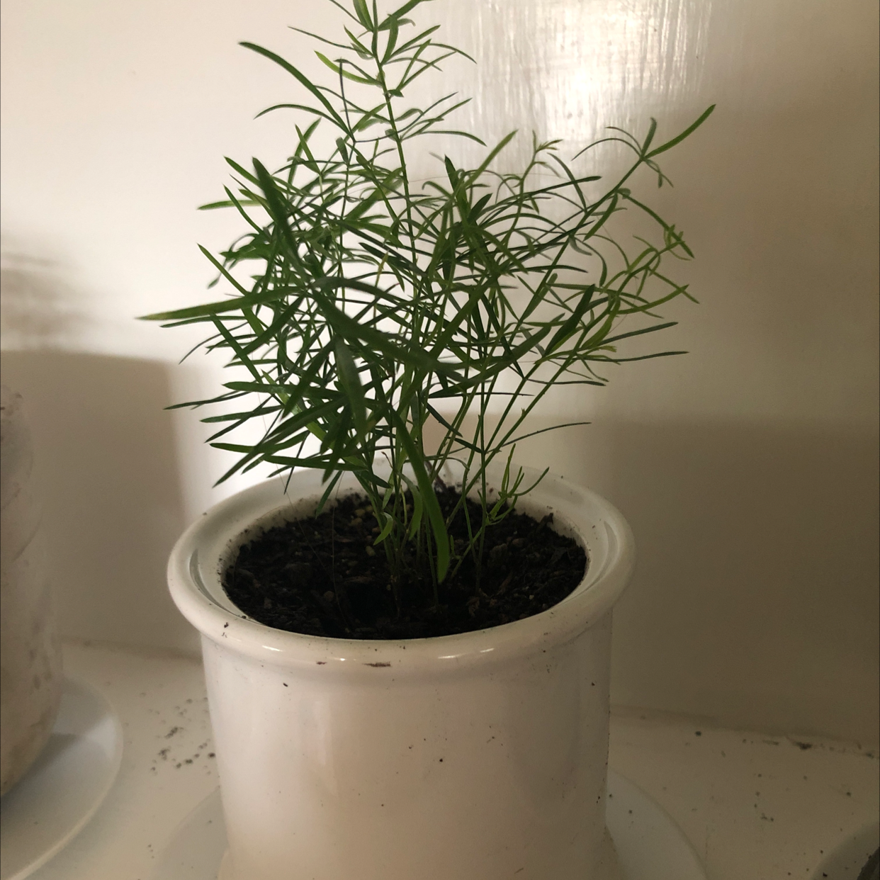 Potted Sprenger's Asparagus plant with healthy green foliage in a white pot.