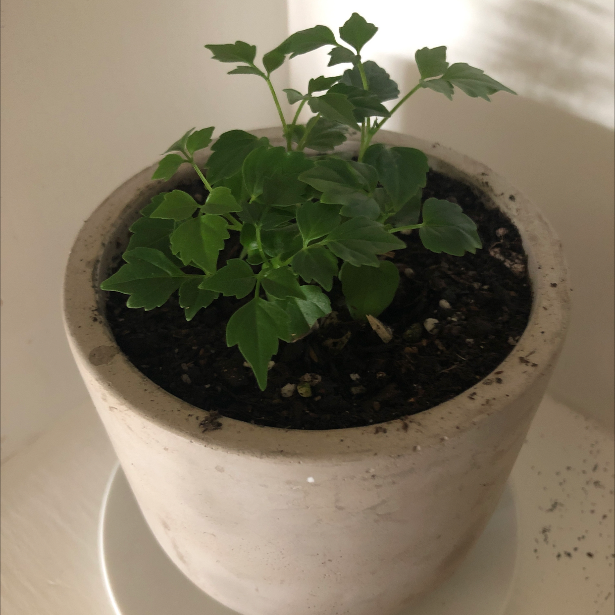 Healthy potted China Doll plant with green compound leaves in white ceramic container with dark soil mix.