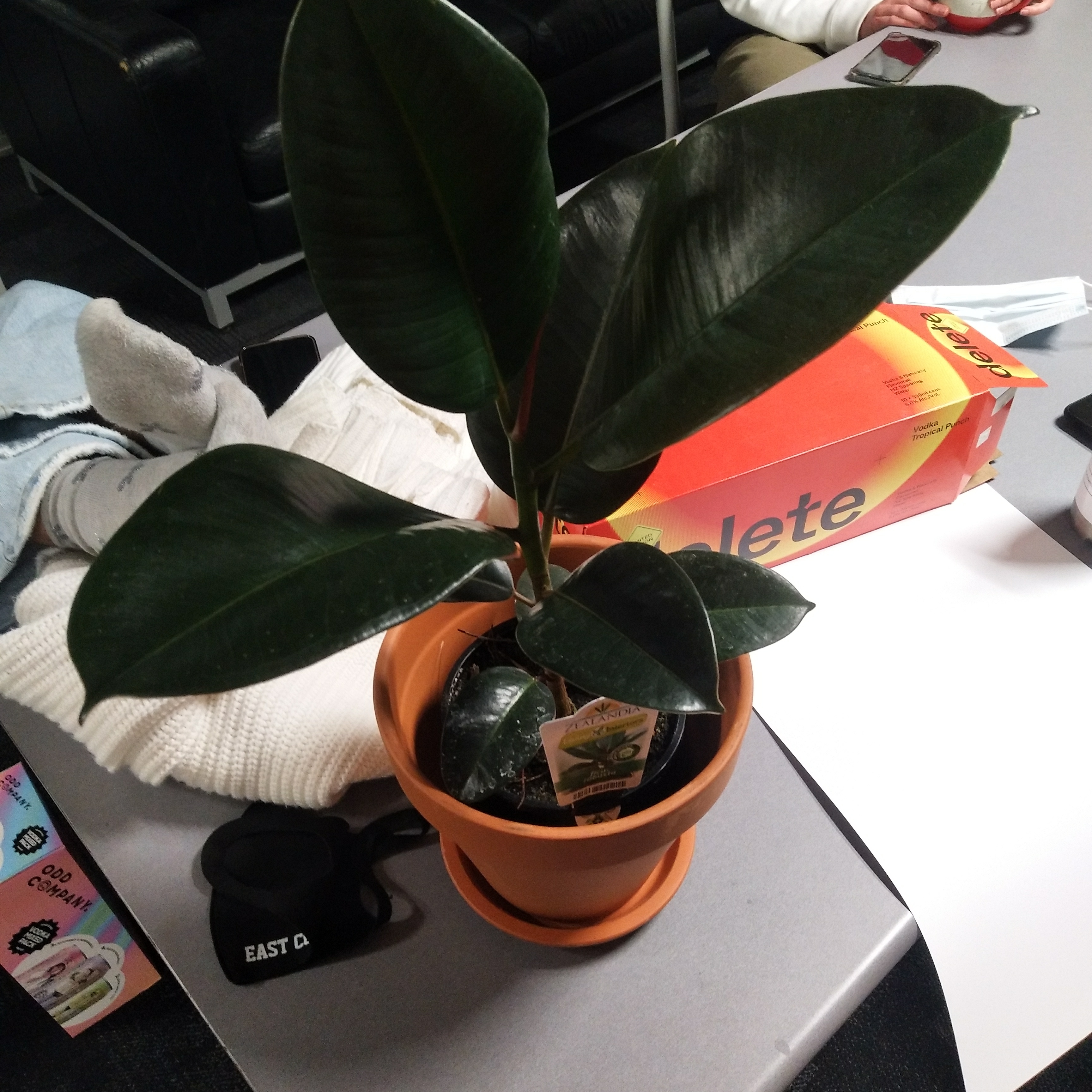 Ficus Robusta plant in a terracotta pot on a table, with dark green leaves.