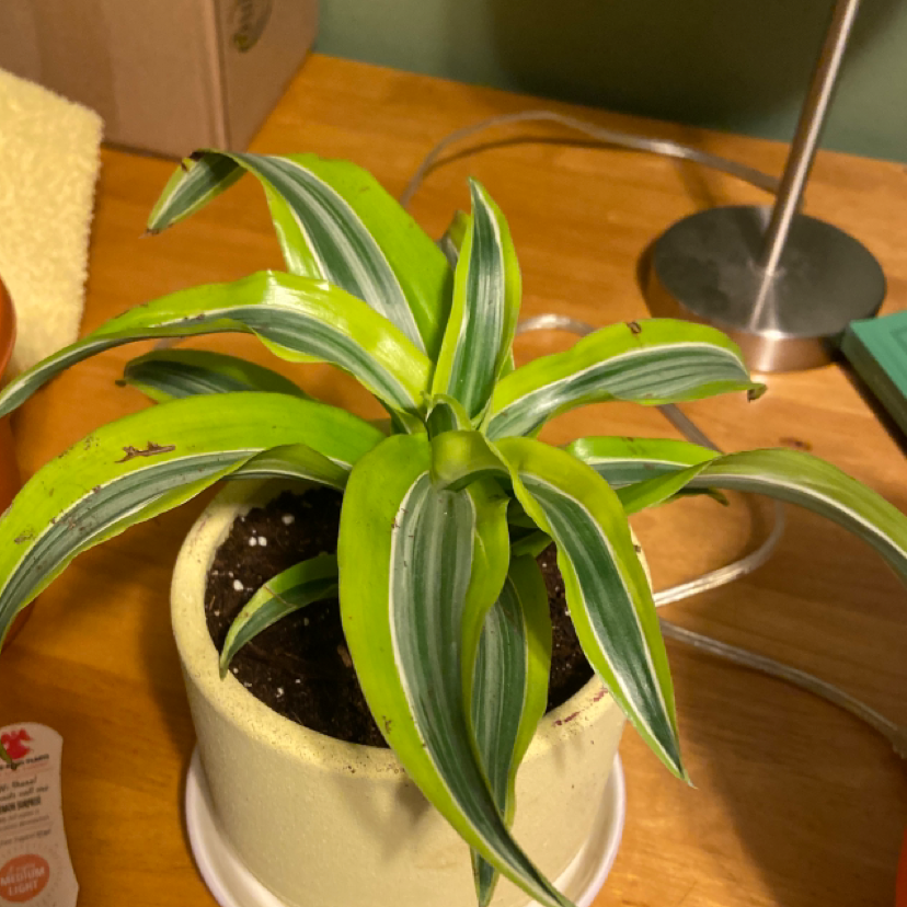Lemon Surprise Snake Plant in a pot with variegated leaves and some browning tips.