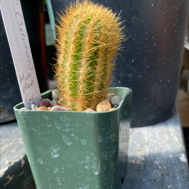 Photo of the plant species Cleistocactus icosagonus by @IconPeanut named Morgan Treeman on Greg, the plant care app