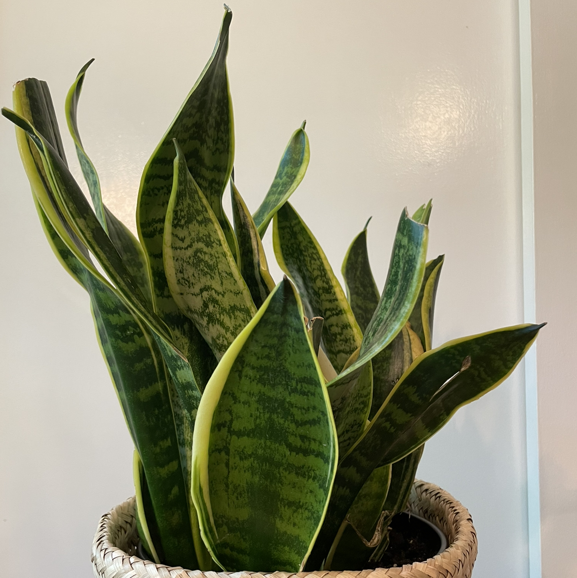 Photo of the plant species Variegated Snake Plant by @gummyshark29 named Nagini on Greg, the plant care app
