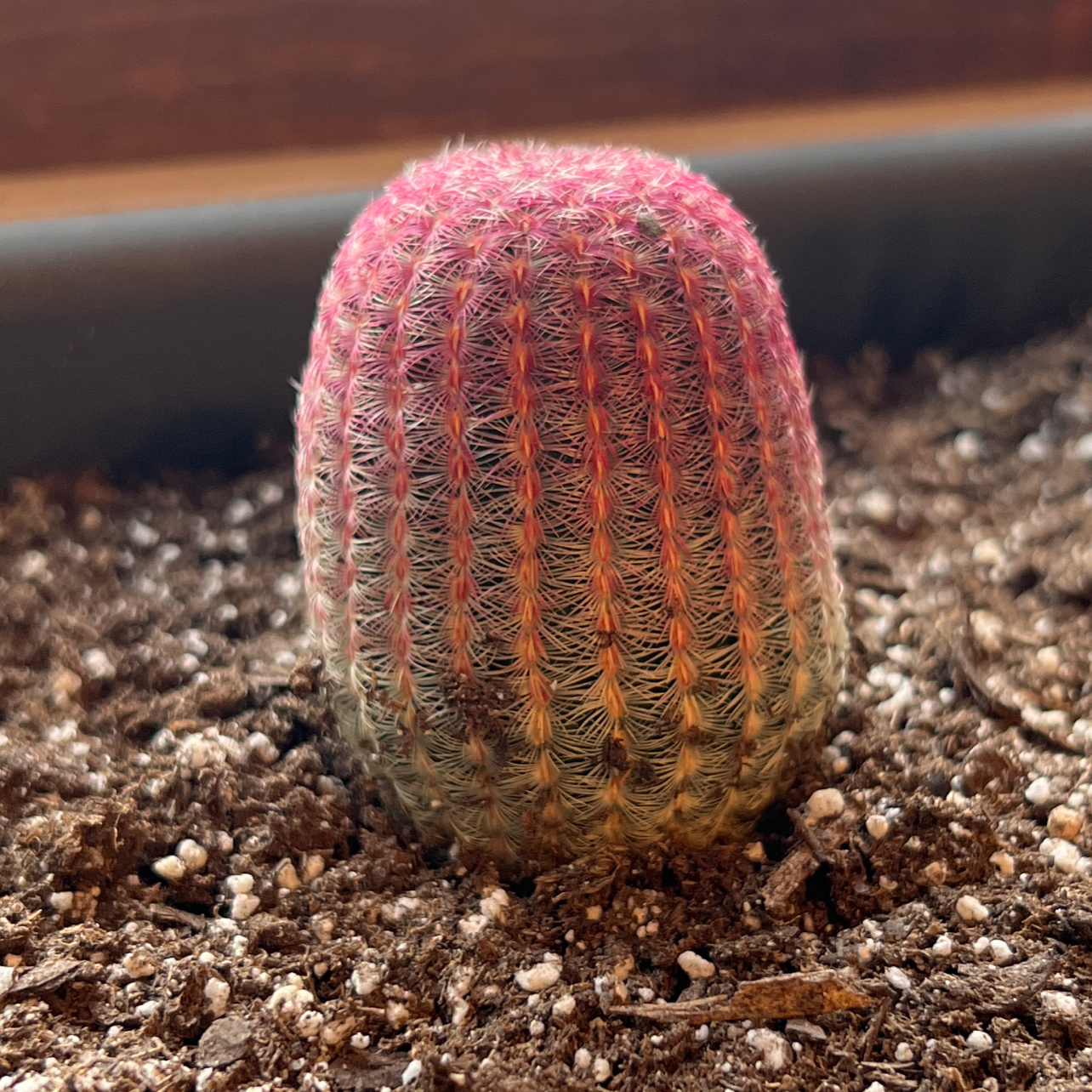 Comb Hedgehog Cactus planted in soil, well-framed and healthy.