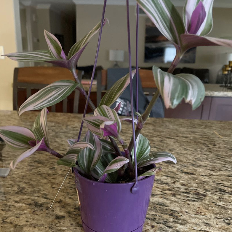Healthy small-leaf spiderwort plant with green and white striped leaves in a purple pot on a kitchen counter.
