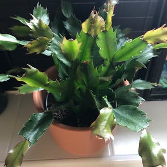 False Christmas Cactus plant in Greenhithe, England