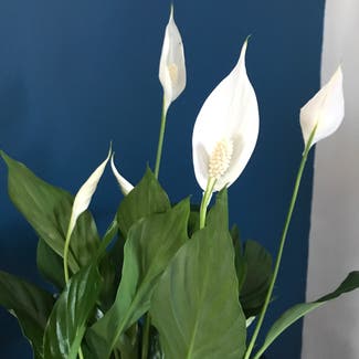 Peace Lily plant in Greenhithe, England