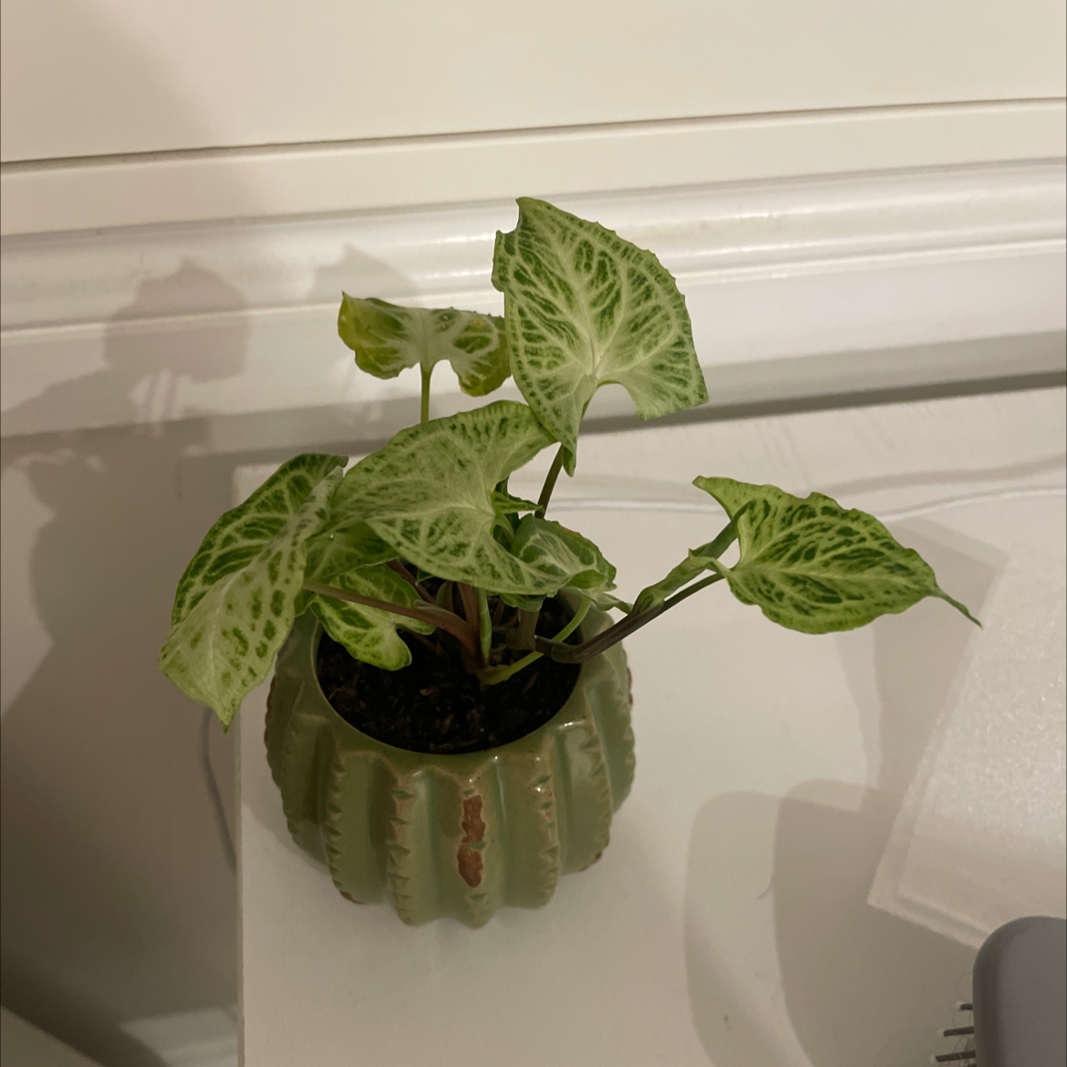 Syngonium 'Batik' plant in a small pot with vibrant green and white variegated leaves.