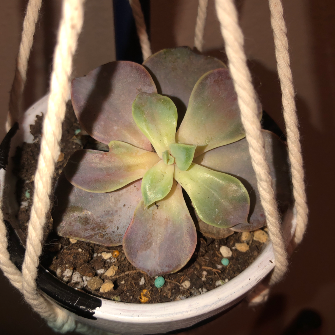 Echeveria 'Perle von Nurnberg' in a hanging planter with visible soil and some leaf discoloration.