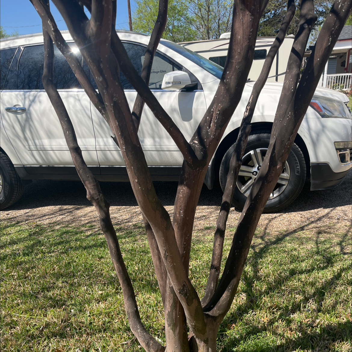 Close-up view of the healthy trunk and branches of a Cape Myrtle tree with smooth, mottled bark, located in a parking area.