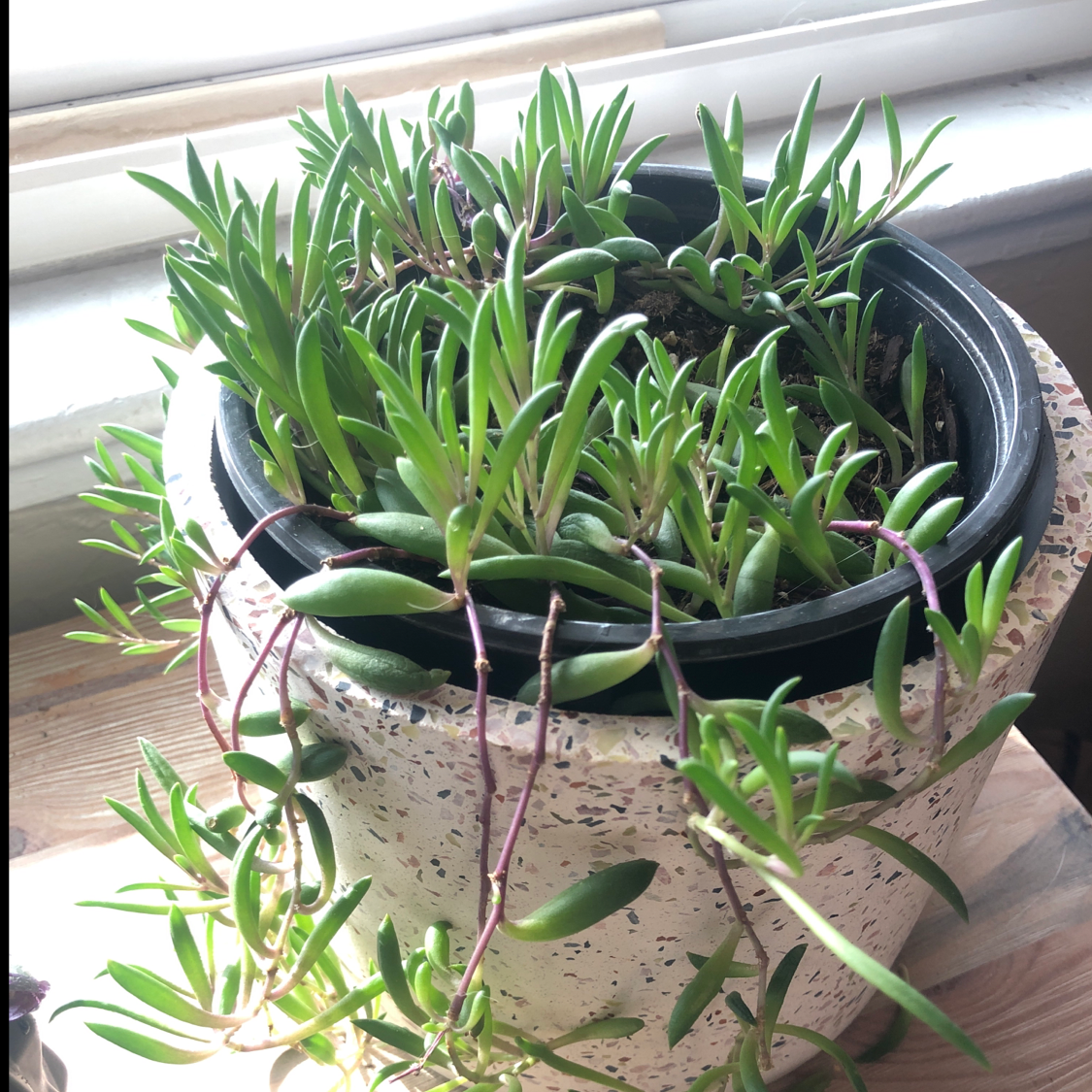 String of Pickles plant in a pot with vibrant green leaves.