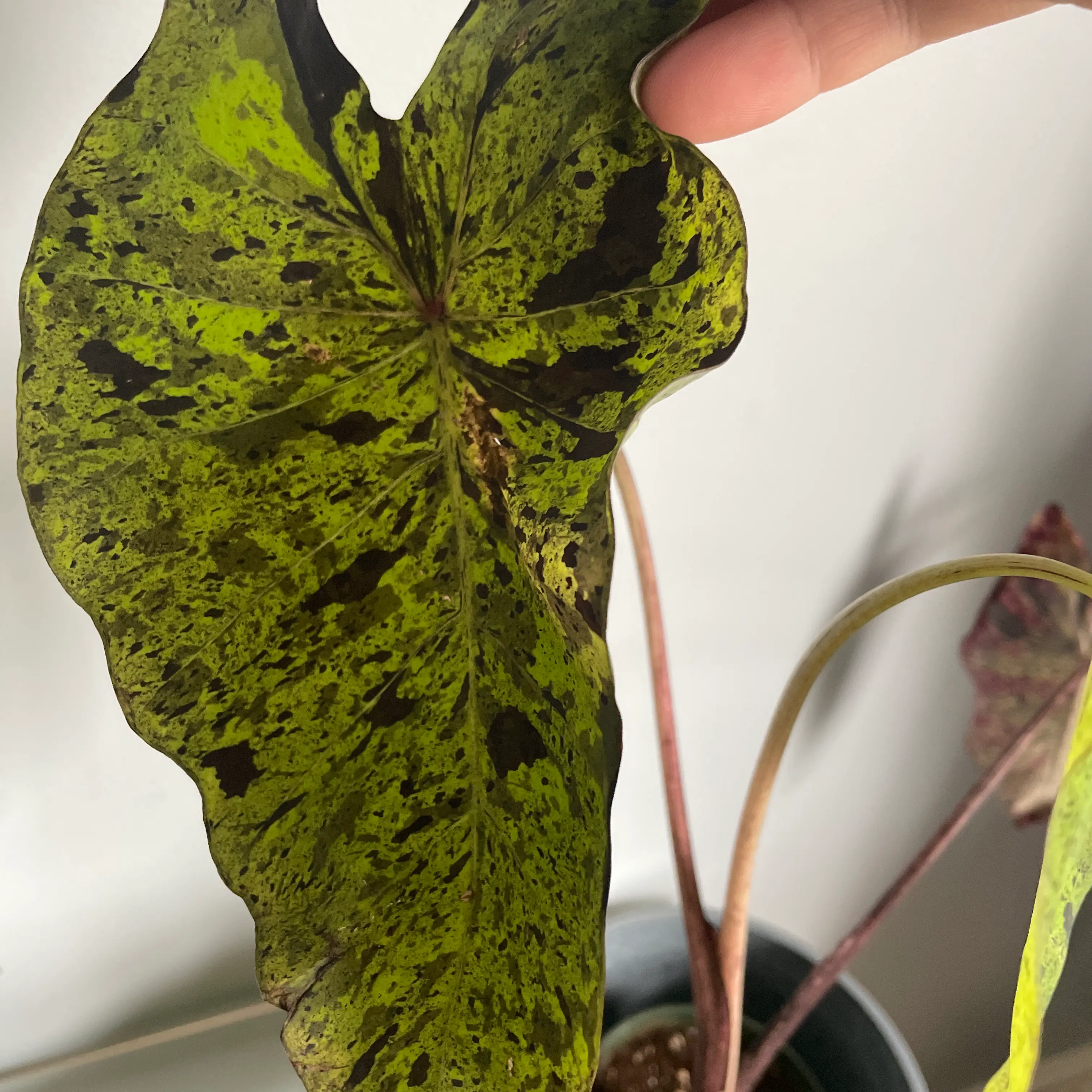 Taro 'Mojito' plant with black spots and browning on a leaf, held by a hand.