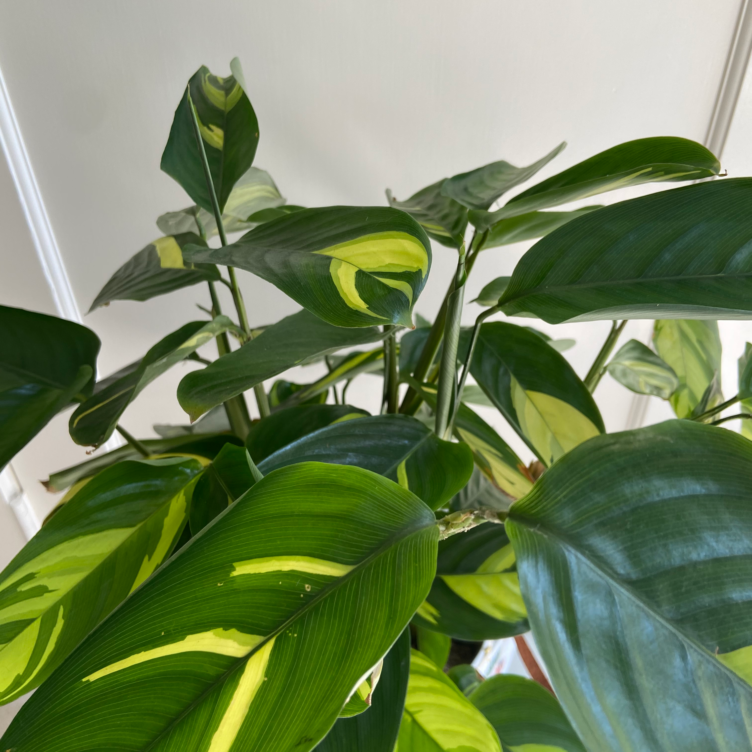 Photo of the plant species Golden Mosaic Plant by @GlitterTeeth named Zen on Greg, the plant care app