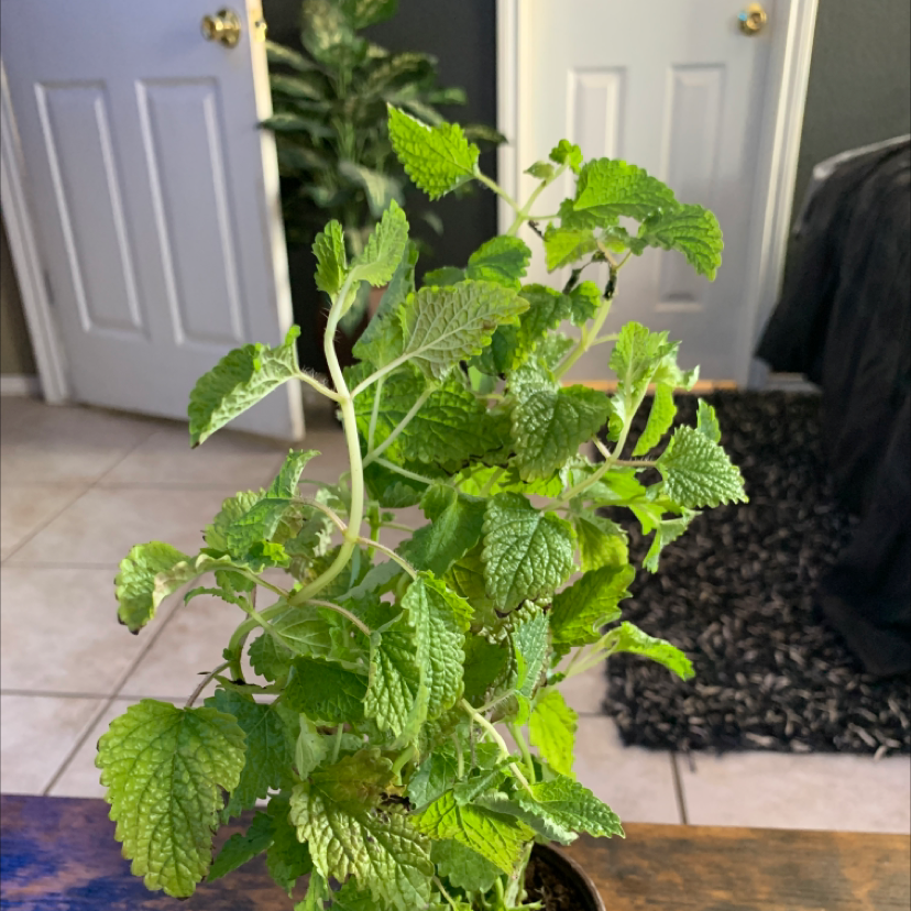🍋 Why Are There Brown Spots on My Lemon Balm Leaves?