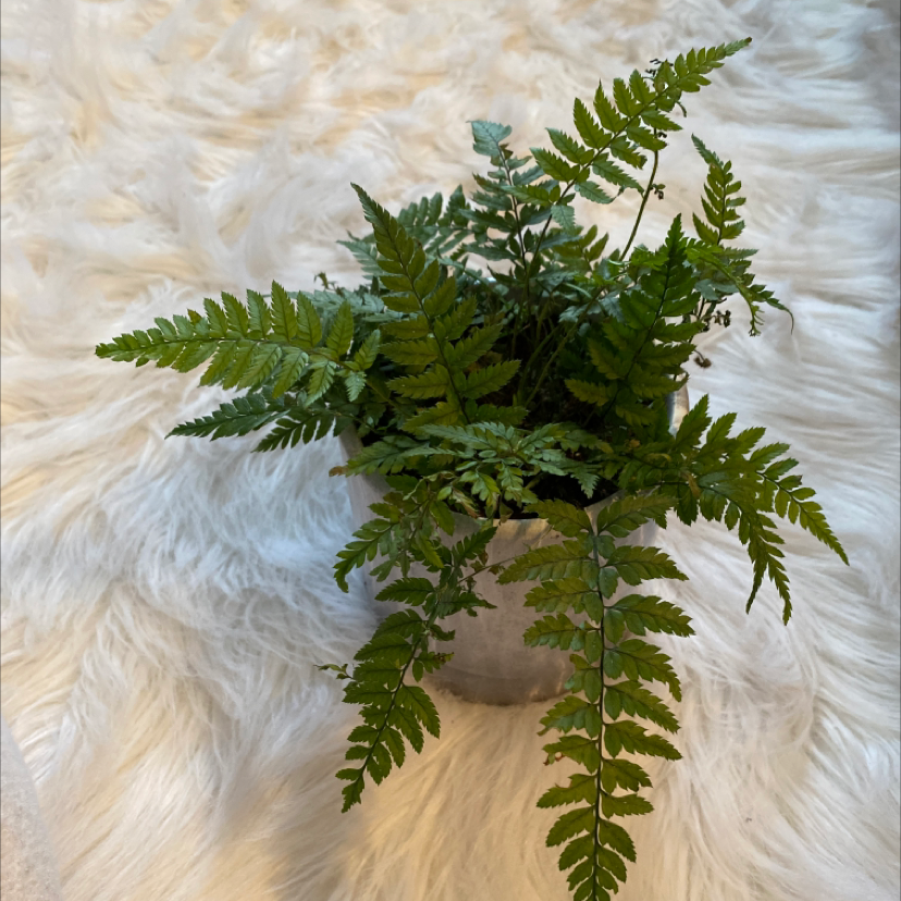 Leatherleaf Fern with vibrant green fronds, well-framed and in focus.