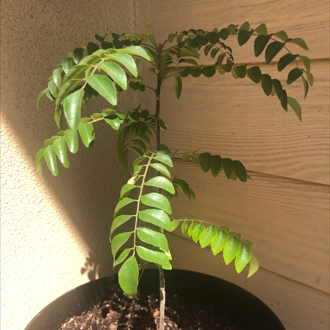 Curry Tree plant in a pot with healthy green leaves.